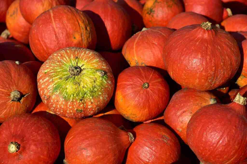 Zucca Hokkaido: La Zucca Giapponese Sana, Buona e Facile da Coltivare