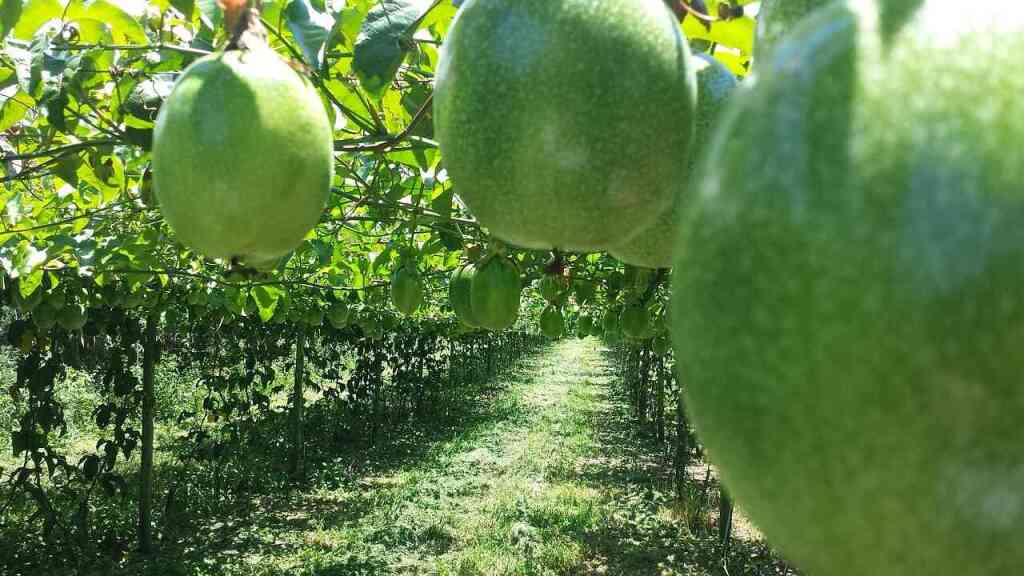 Frutto della passione: come coltivare la maracuja nel tuo orto o giardino