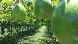 Frutto della passione: come coltivare la maracuja nel tuo orto o giardino