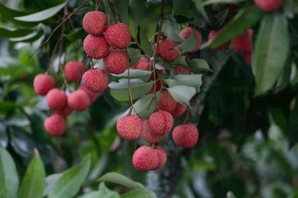 Litchi: Come Coltivare il Frutto Esotico dal Cuore Dolce e Profumato