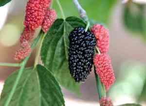 Gelso Nero: L'Albero Antico che Regala Bacche Dolci e Salutari