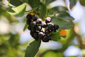 Aronia: Il Superfrutto Nero che Si Coltiva Facilmente Anche in Italia