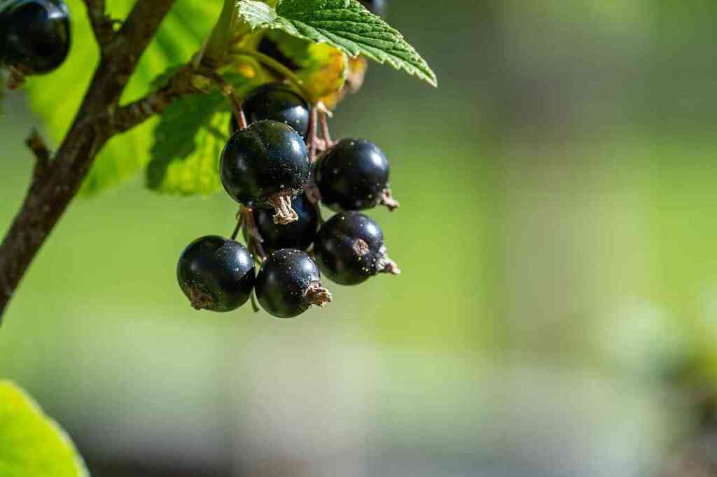 Ribes nero: proprietà, coltivazione e usi di un piccolo grande frutto