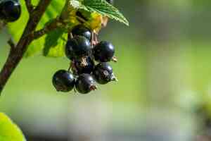 Ribes nero: proprietà, coltivazione e usi di un piccolo grande frutto
