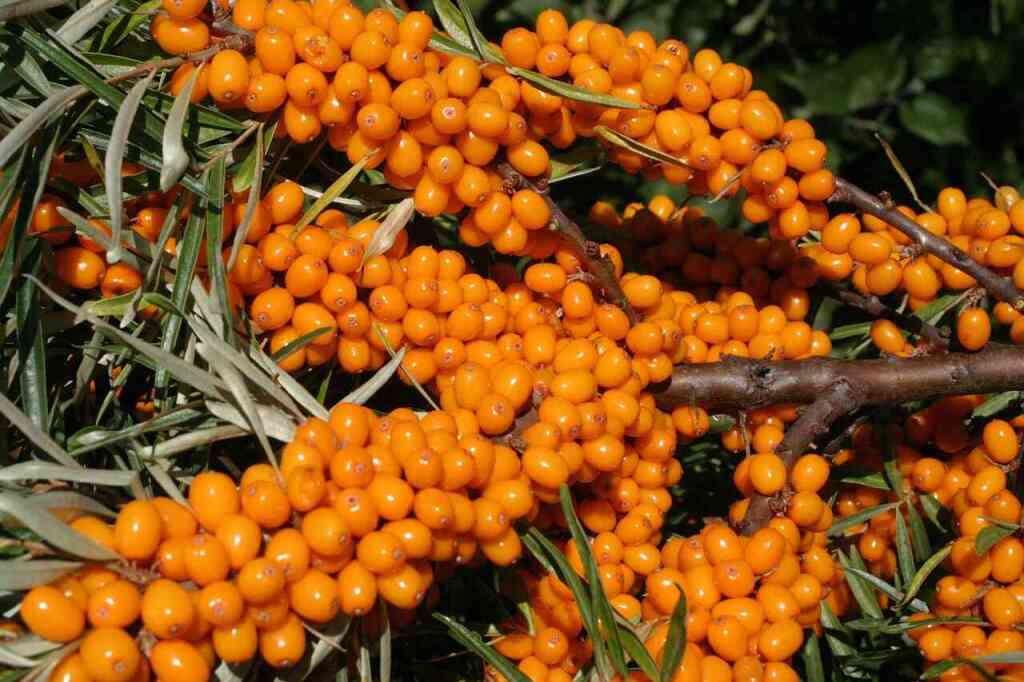 Olivello spinoso: un concentrato di salute da coltivare e utilizzare