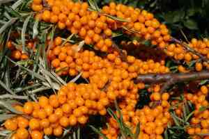 Olivello spinoso: un concentrato di salute da coltivare e utilizzare