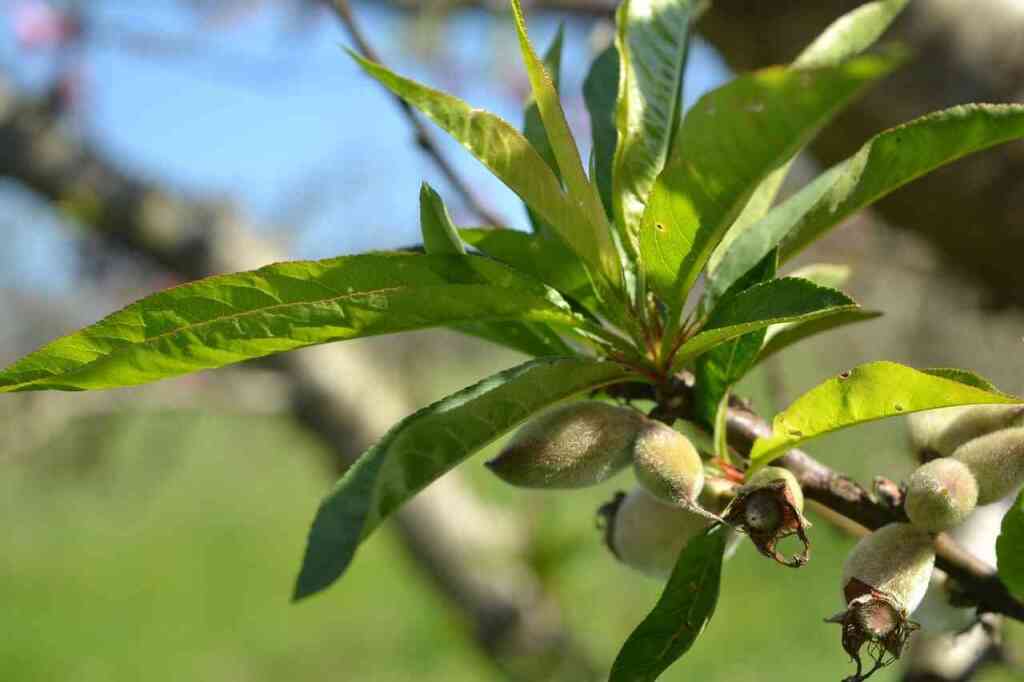 Potatura del pesco: quando e come farla per avere frutti abbondanti