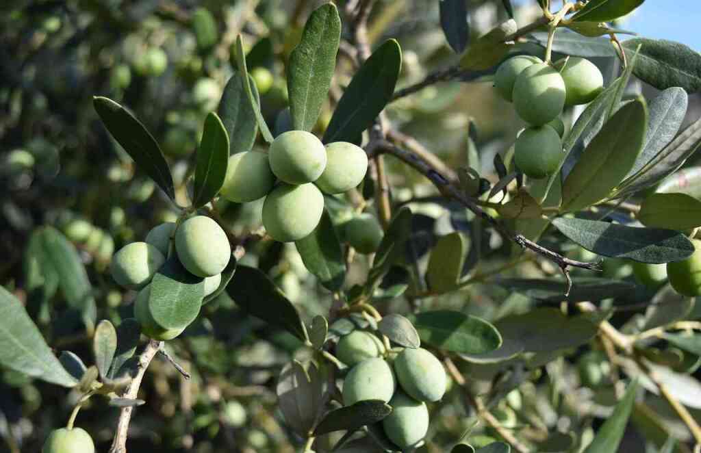 Potatura dell'olivo: guida pratica per alberi sani e produttivi