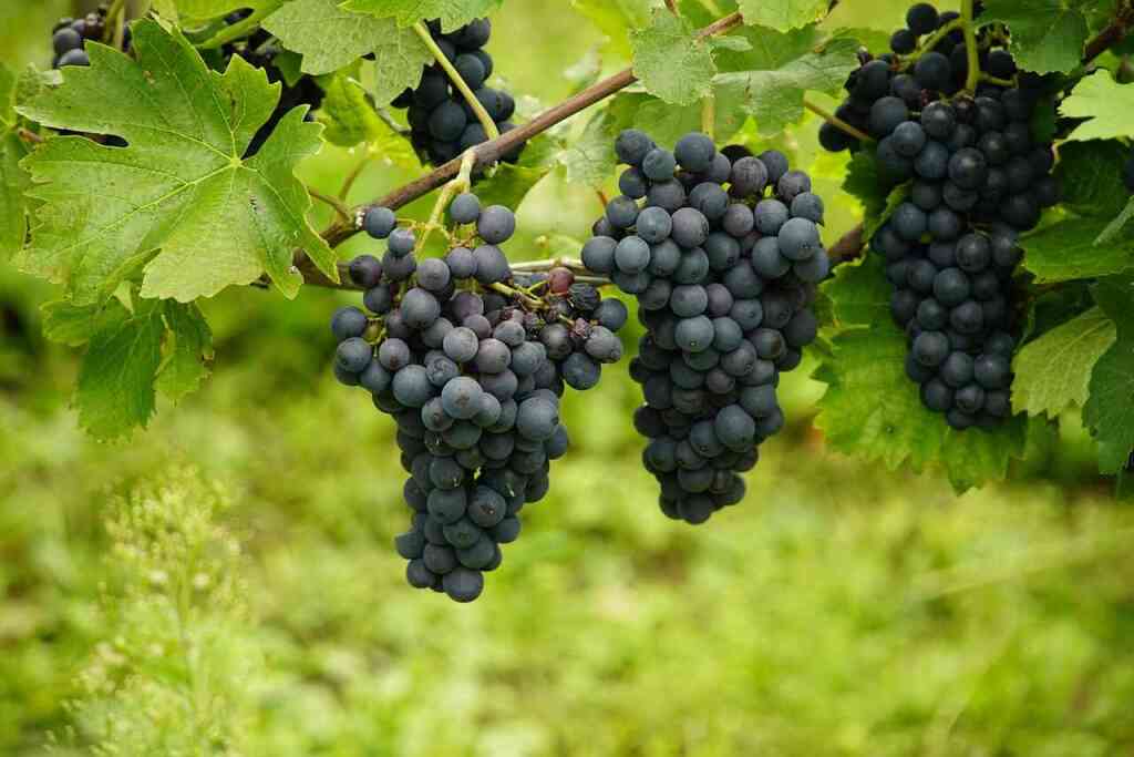 Potatura del vigneto: quando, come e perché farla