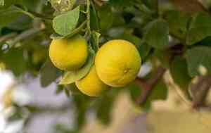 Come potare il limone: guida pratica per una pianta sana e produttiva