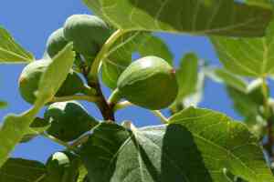 Potatura del fico: guida pratica per alberi sani e produttivi