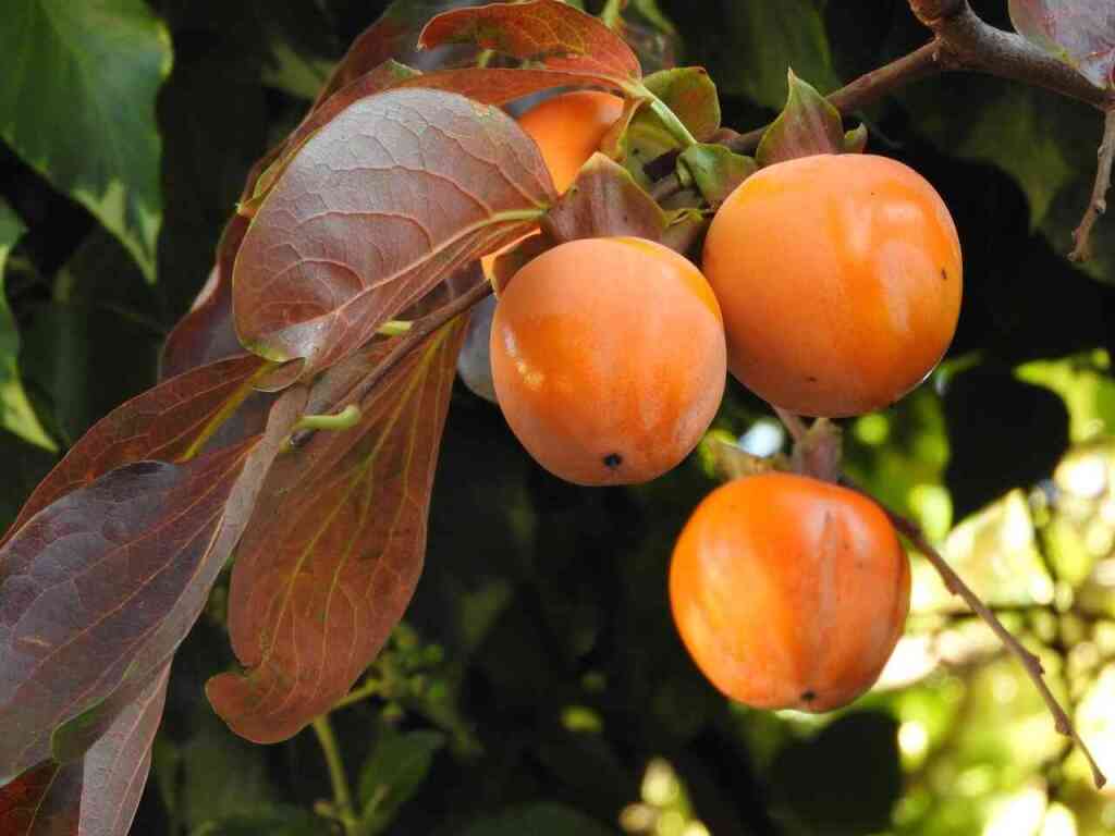 Potatura del kako: tecniche, tempi e consigli per una fruttificazione abbondante