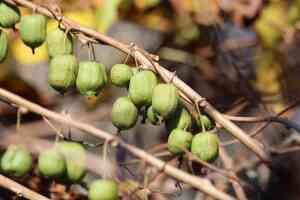 Potatura dell'actinidia (kiwi): quando e come farla per ottenere raccolti abbondanti
