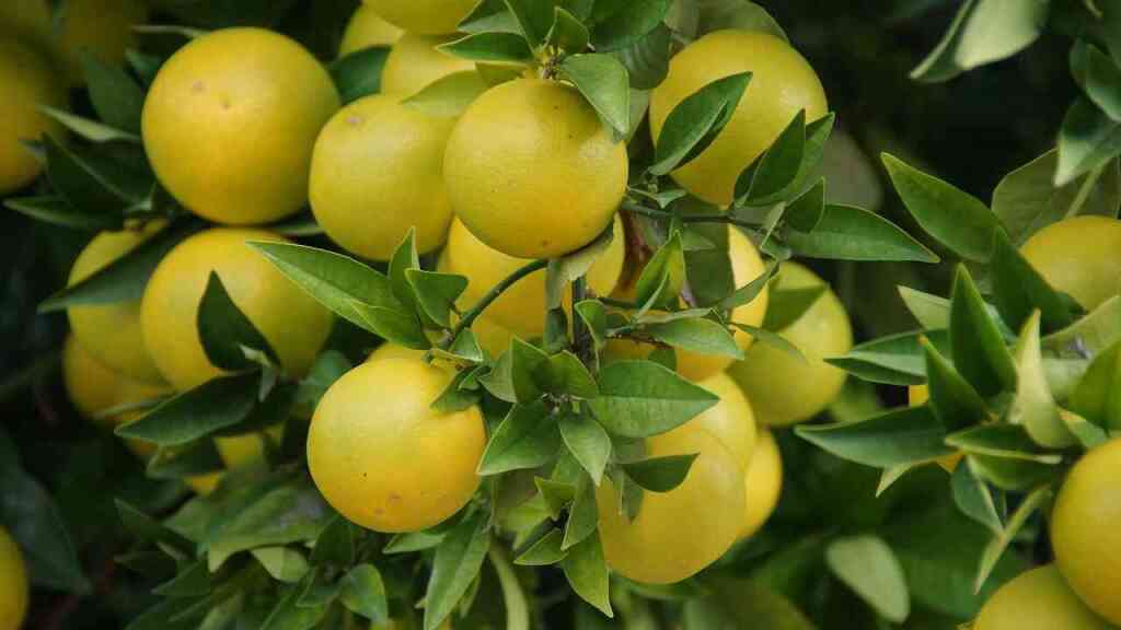 Potatura del pompelmo: guida pratica per alberi sani e produttivi