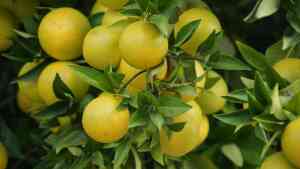 Potatura del pompelmo: guida pratica per alberi sani e produttivi