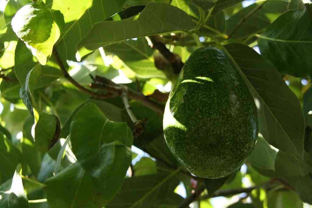 Potatura dell'avocado: guida pratica per una pianta produttiva e ben strutturata