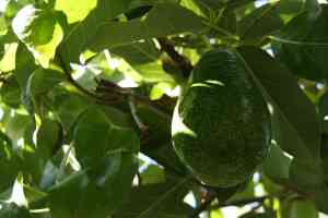Potatura dell'avocado: guida pratica per una pianta produttiva e ben strutturata