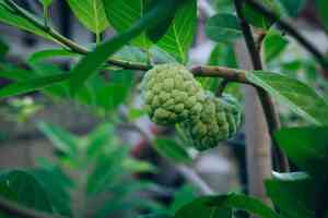 Potatura dell'annona: guida completa per una pianta sana e produttiva