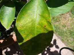 Malattie delle piante: focus sulla malattia del cedro