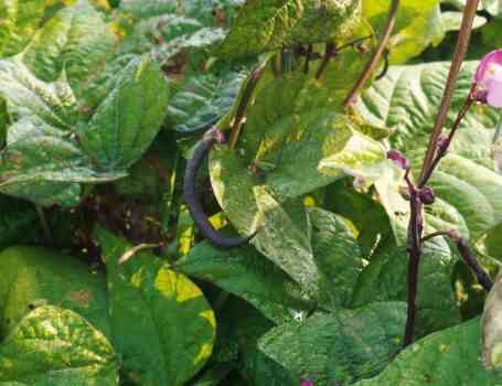 Malattie dei fagiolini: riconoscerle e combatterle in modo naturale