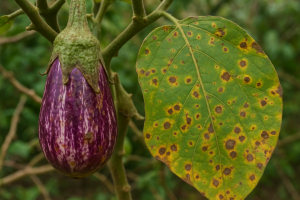 Malattie delle melanzane: guida alla prevenzione e alla cura naturale