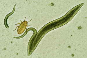 Nematodi galligeni: il nemico invisibile che danneggia le radici dell'orto