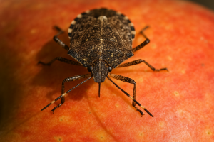 Cimice Cinese: Il Parassita Invasivo che Minaccia Colture e Orto