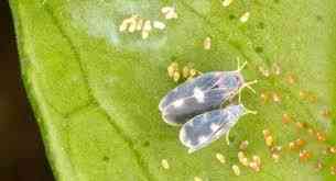 Aleurodidi (Mosche Bianche): Come Riconoscerli e Difendersi in Modo Naturale