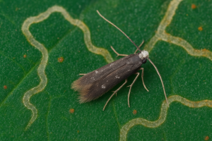 Minatrice serpentina: il piccolo insetto che scava gallerie nelle foglie