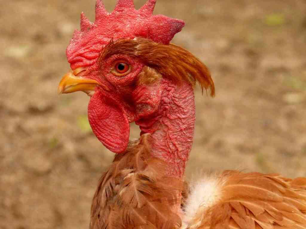 Pollo Collo Pelato Rosso: il campagnolo rustico che non teme il freddo (né il caldo)