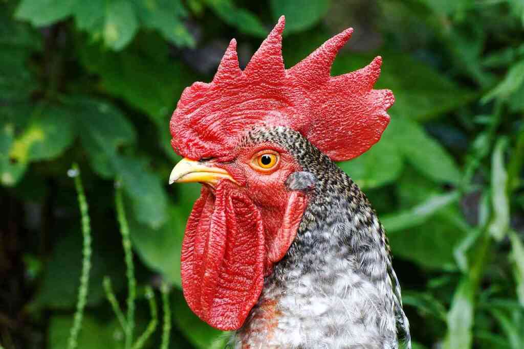 Il Pollo Rosso: rustico, produttivo e perfetto per l'allevamento familiare
